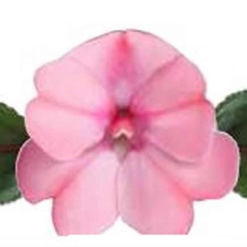  Blush  Pink® Compact